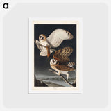 アートポストカード-Barn Owl
 - ジョン ジェームス オーデュボン Postcard.
