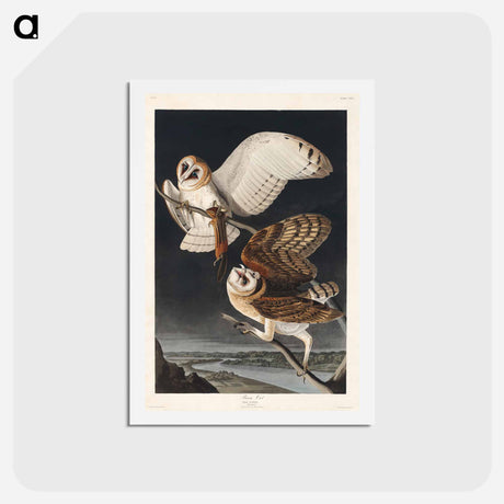 アートポストカード-Barn Owl
 - ジョン ジェームス オーデュボン Postcard.