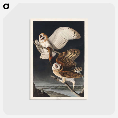 アートポストカード-Barn Owl
 - ジョン ジェームス オーデュボン Postcard.