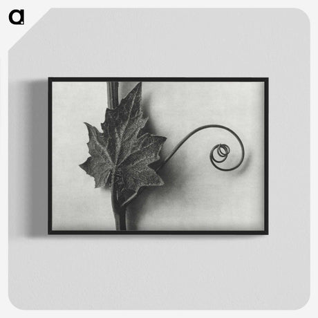 1-72_Karl-Blossfeldt_blk-crop