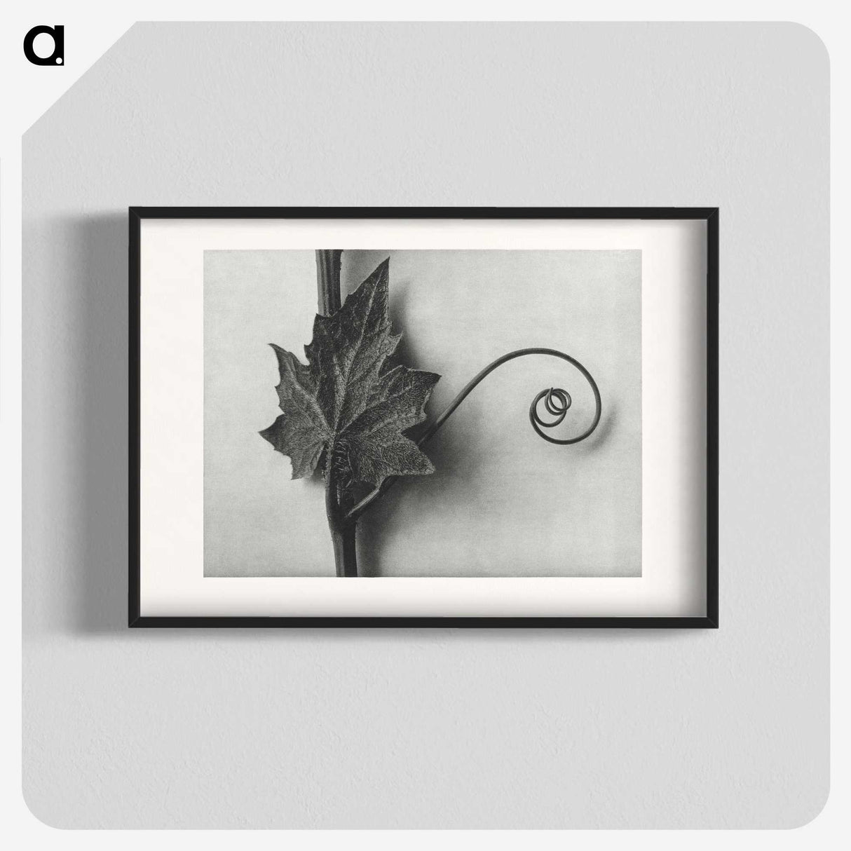 1-72_Karl-Blossfeldt_blk
