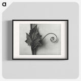 1-72_Karl-Blossfeldt_blk
