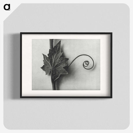 1-72_Karl-Blossfeldt_blk