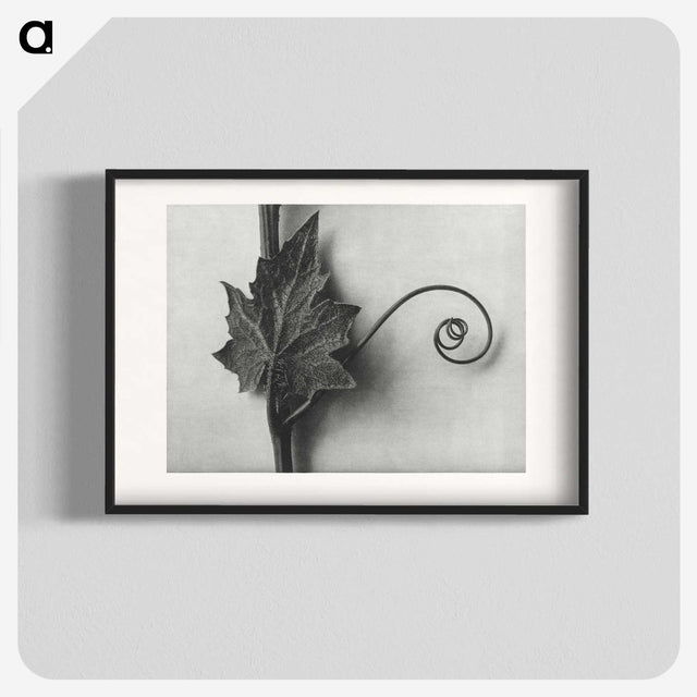 1-72_Karl-Blossfeldt_blk