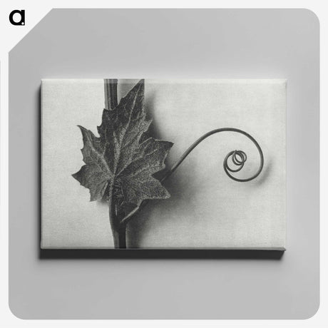 1-72_Karl-Blossfeldt_canvas