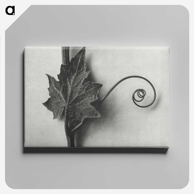 1-72_Karl-Blossfeldt_canvas