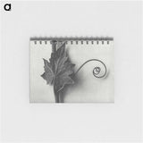 1-72_Karl-Blossfeldt_memo