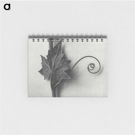 1-72_Karl-Blossfeldt_memo