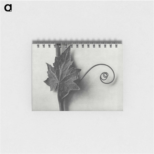 1-72_Karl-Blossfeldt_memo