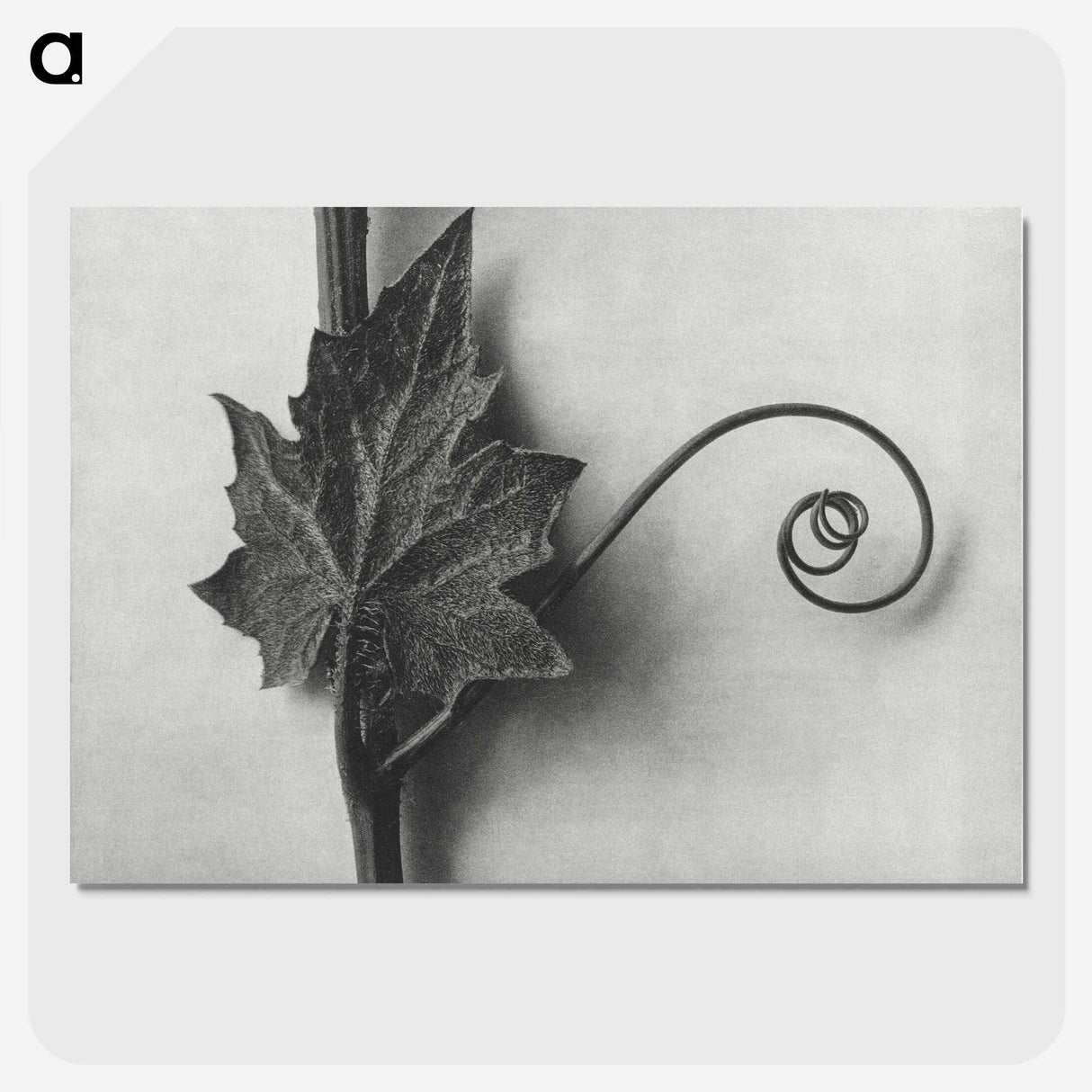 1-72_Karl-Blossfeldt_picture-crop