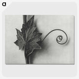 1-72_Karl-Blossfeldt_picture-crop