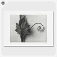 1-72_Karl-Blossfeldt_picture