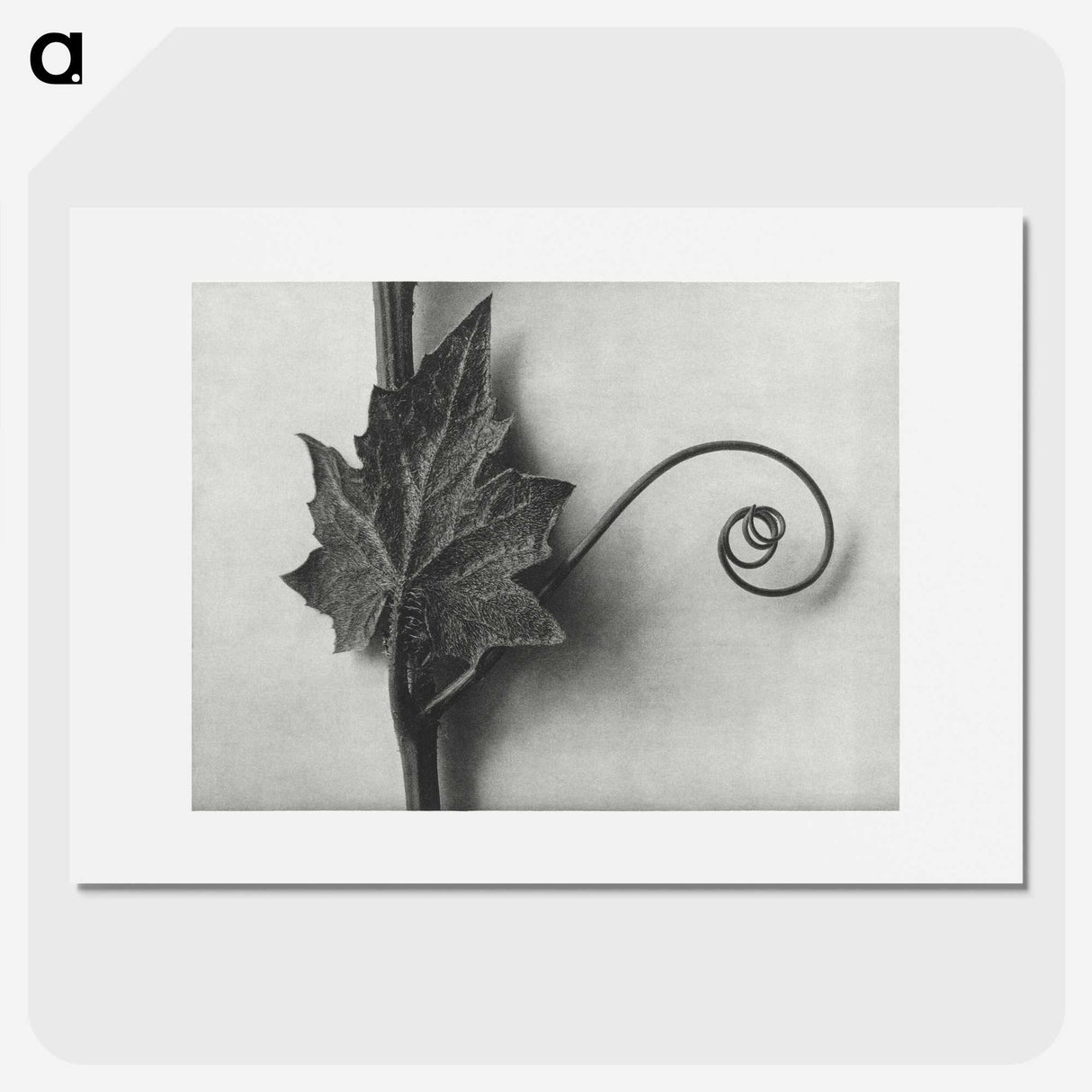 1-72_Karl-Blossfeldt_picture