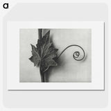 1-72_Karl-Blossfeldt_picture