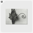 1-72_Karl-Blossfeldt_postcard