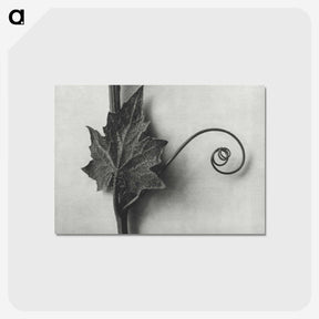 1-72_Karl-Blossfeldt_postcard