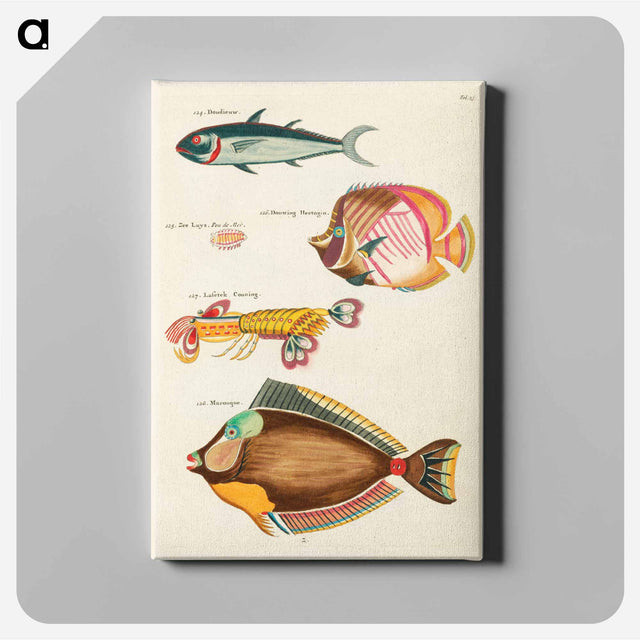 アートパネル-Moluccan Sea Creatures
 - ルイ ルナール Canvas.