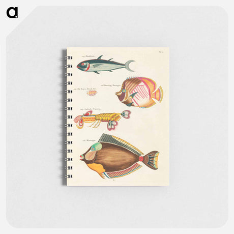 アートメモ帳-Moluccan Sea Creatures
 - ルイ ルナール Memo.