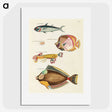 1-72_Louis-Renard_picture
