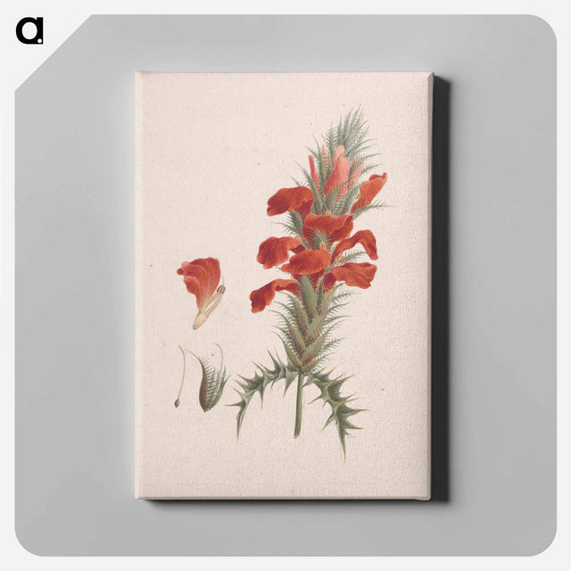アートパネル-Acanthus Sennii Chiov.
 - ルイージ バルガーニ Canvas.
