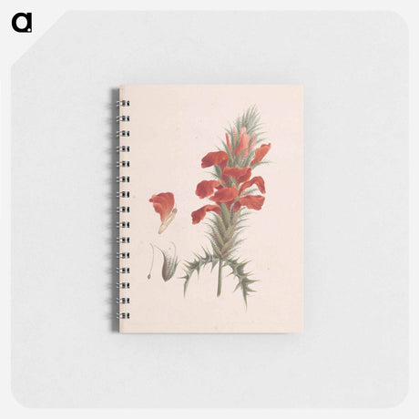 アートメモ帳-Acanthus Sennii Chiov.
 - ルイージ バルガーニ Memo.