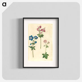 アートポスター-Geraniums
 - マリア ジビーラ メーリアン Poster.