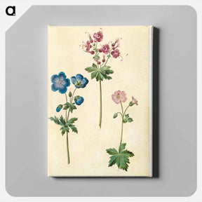 アートパネル-Geraniums
 - マリア ジビーラ メーリアン Canvas.