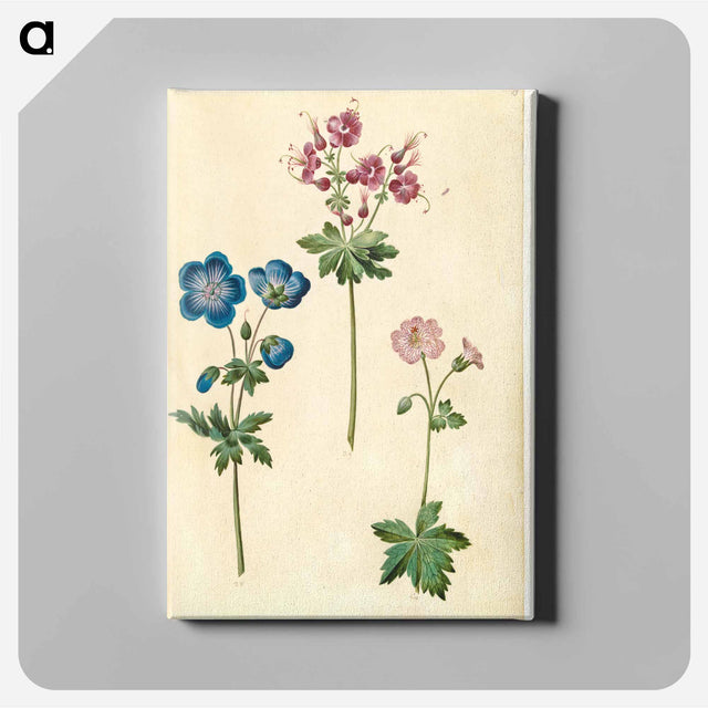 アートパネル-Geraniums
 - マリア ジビーラ メーリアン Canvas.