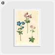 アートポストカード-Geraniums
 - マリア ジビーラ メーリアン Postcard.