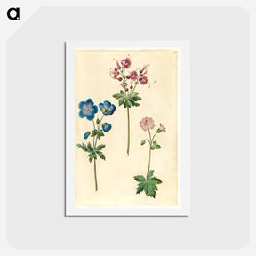 アートポストカード-Geraniums
 - マリア ジビーラ メーリアン Postcard.