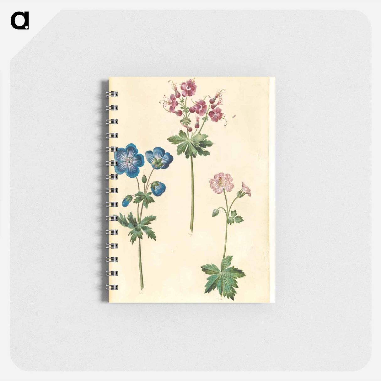 アートメモ帳-Geraniums
 - マリア ジビーラ メーリアン Memo.