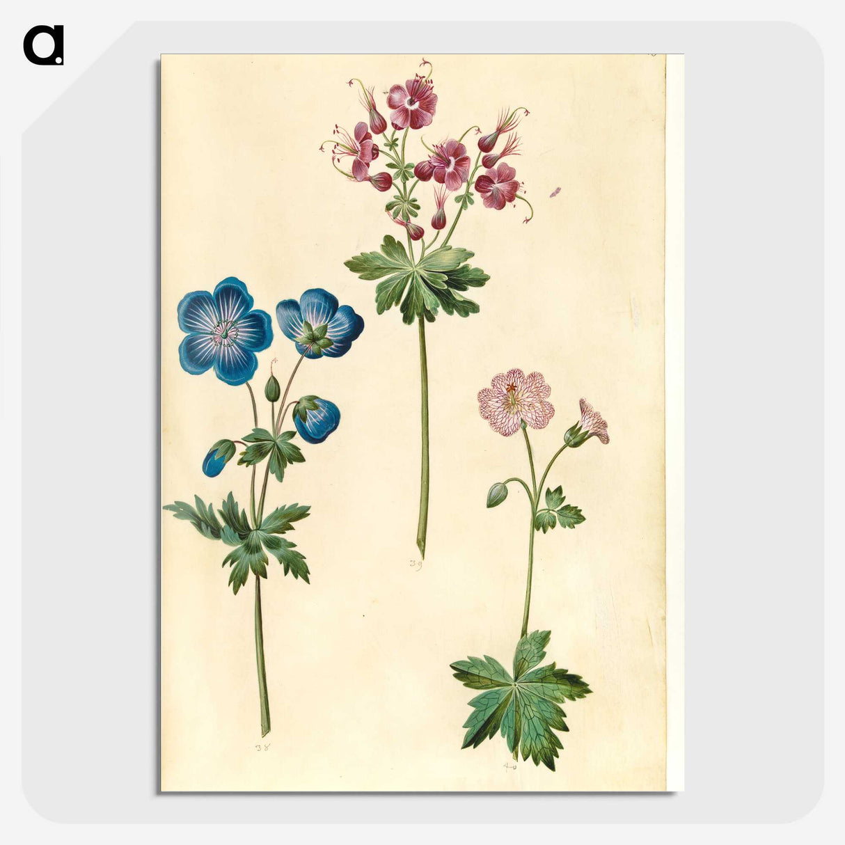 1-72_Maria-Sibylla-Merian_picture-crop