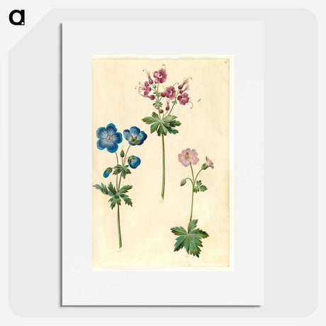 1-72_Maria-Sibylla-Merian_picture