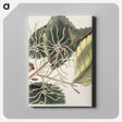 1-72_Mark-Catesby_canvas