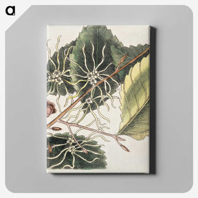 1-72_Mark-Catesby_canvas