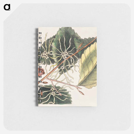 アートメモ帳-Carolina Flora
 - マーク ケイツビー Memo.