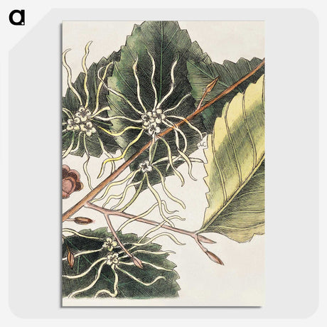 1-72_Mark-Catesby_picture-crop