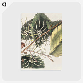1-72_Mark-Catesby_postcard