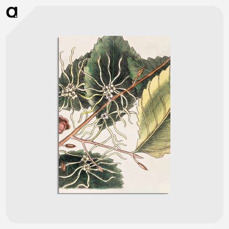 アートポストカード-Carolina Flora
 - マーク ケイツビー Postcard.