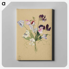 1-72_Mary-Vaux-Walcott_canvas