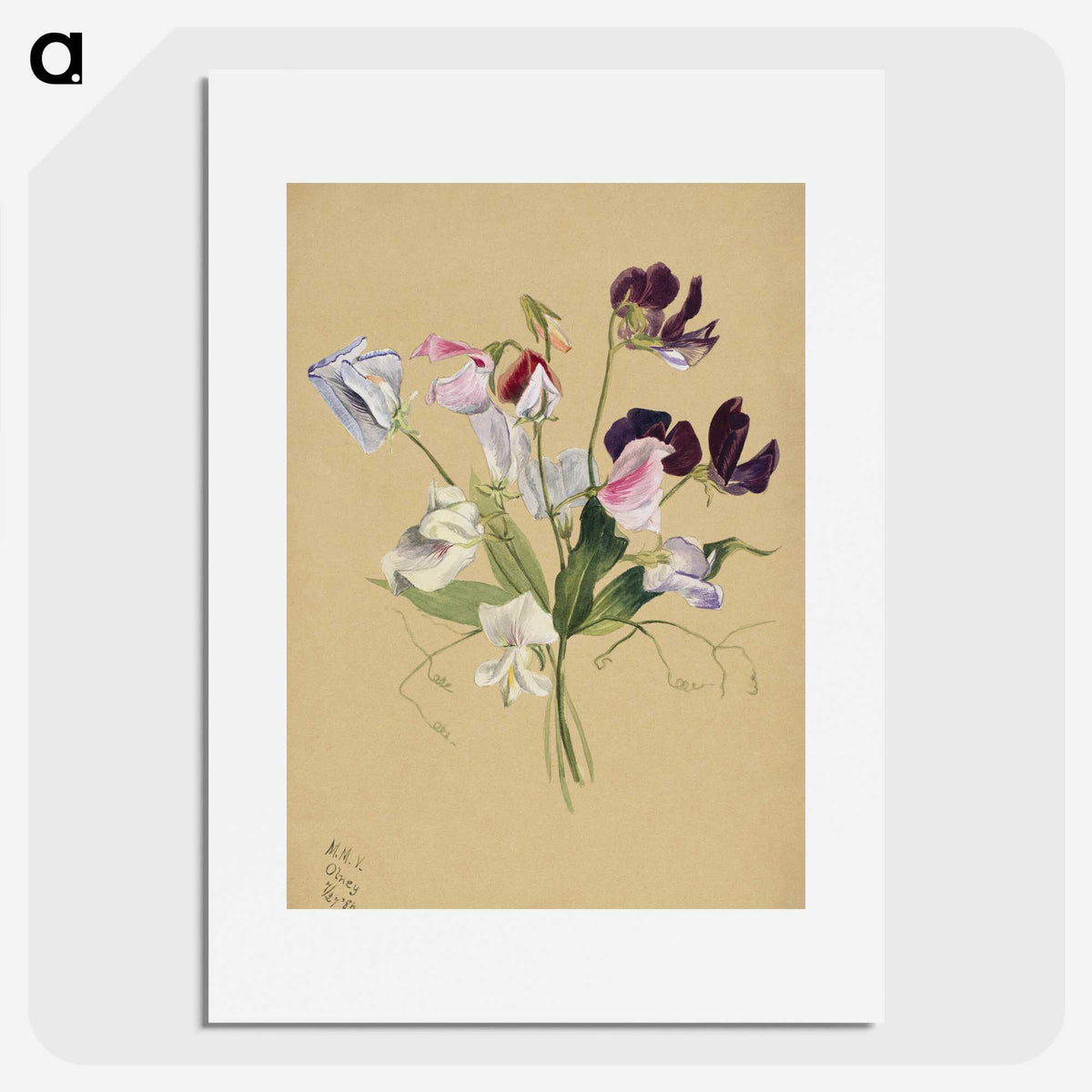 1-72_Mary-Vaux-Walcott_picture