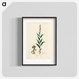 アートポスター-Cloves Eugenia caryophyllata Illustration
 - 薬用植物学 Poster.