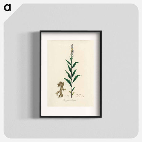 アートポスター-Cloves Eugenia caryophyllata Illustration
 - 薬用植物学 Poster.