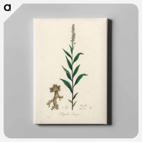 アートパネル-Cloves Eugenia caryophyllata Illustration
 - 薬用植物学 Canvas.