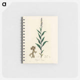 アートメモ帳-Cloves Eugenia caryophyllata Illustration
 - 薬用植物学 Memo.