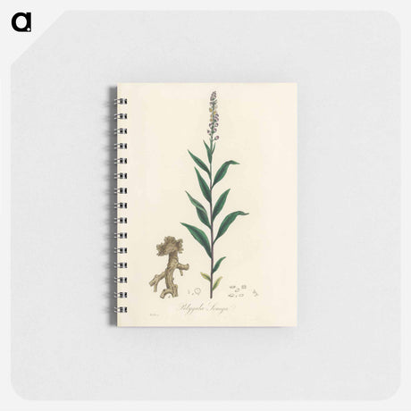アートメモ帳-Cloves Eugenia caryophyllata Illustration
 - 薬用植物学 Memo.