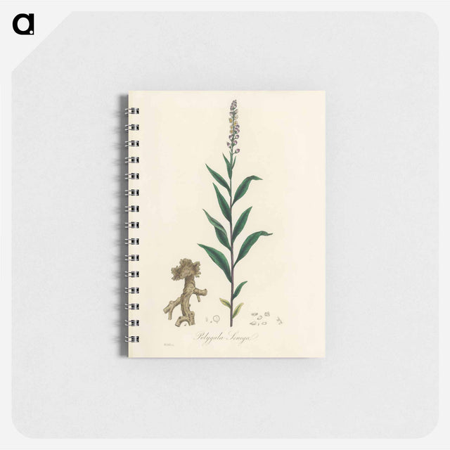 アートメモ帳-Cloves Eugenia caryophyllata Illustration
 - 薬用植物学 Memo.