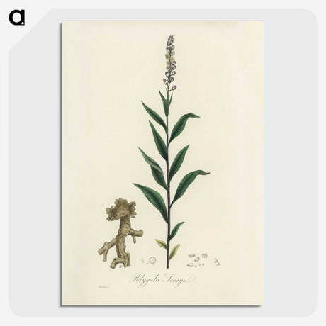 1-72_Medical-Botany_picture-crop