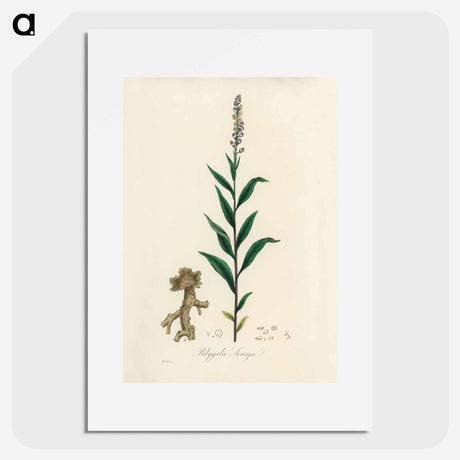 アートポスター-Cloves Eugenia caryophyllata Illustration
 - 薬用植物学 Poster.