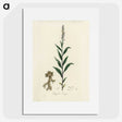 1-72_Medical-Botany_picture